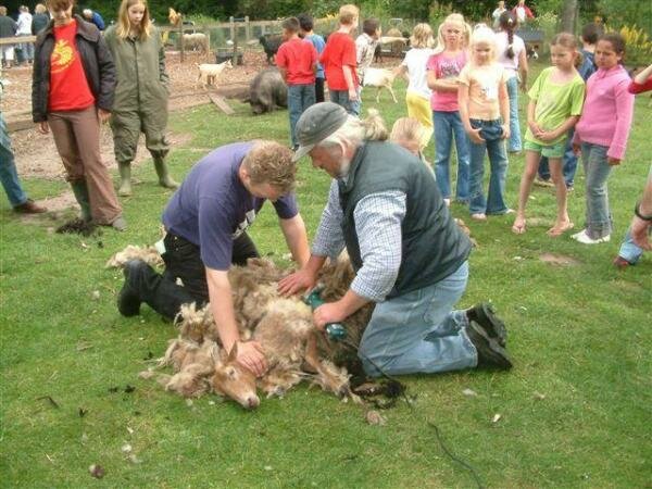 Driemastertjes keken naar het sheren van schapen