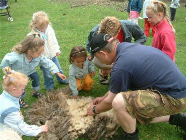 Driemastertjes keken naar het scheren van schapen
