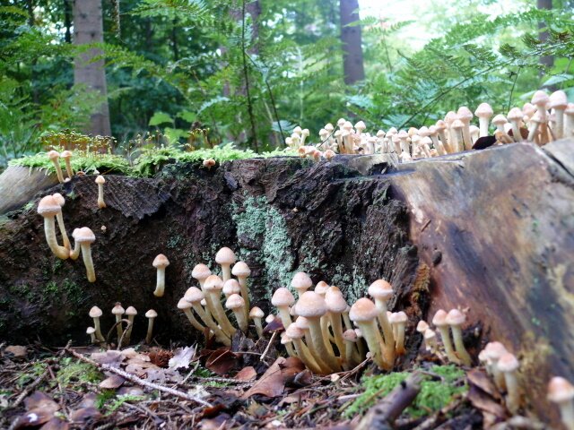 'Paddestoelen, bloemen van de herfst'