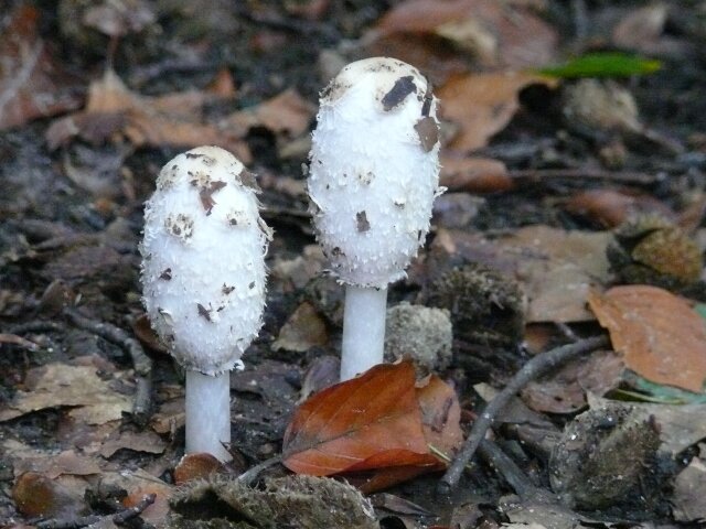 'Paddestoelen, bloemen van de herfst'