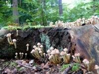 'Paddestoelen, bloemen van de herfst'