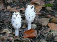 'Paddestoelen, bloemen van de herfst'