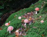 'Paddestoelen, bloemen van de herfst'