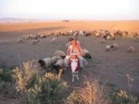 Schaapherder in Turkije