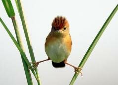 vogels