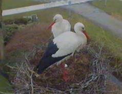 Eerste ooievaarsei in Rhee